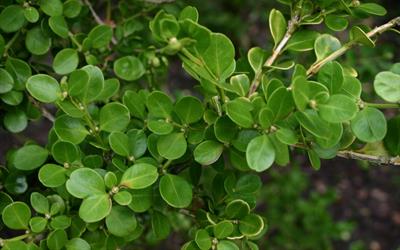 Buxus hyrcana